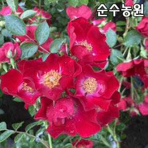 붉은꽃찔레(벨벳) 나무 묘목 5치화분 1개/꽃나무/울타리/조경수