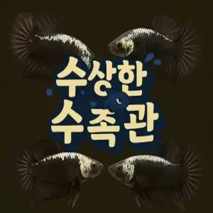 [수상한수족관] [플라캇베타 ] 사무라이 하프문 플라캇 암컷 베타 / 1마리 / 랜덤발송