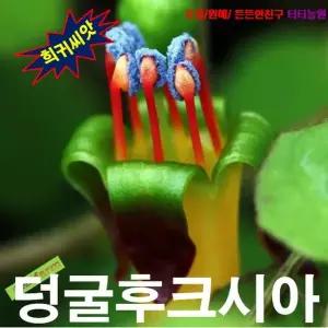 (씨앗나라) 생일케이크꽃 (덩굴후크시아) 씨앗5립