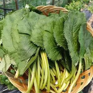강원도 유기농 곰취 나물 1kg 생곰취 나물 강원도 취나물 생취나물 봄 나물 반찬 거리 산나물 산채나물