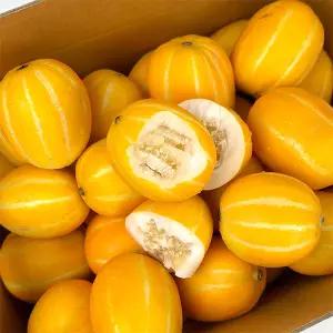 토해원 고당도 껍질째 먹는 한입 꼬마 옥포 성주 참외 1kg 2kg 5kg