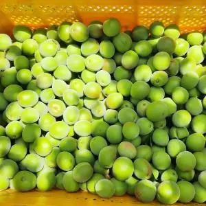 순천 청매실 10kg 왕특(3.7cm내외)짱아찌 엑기스 햇매실