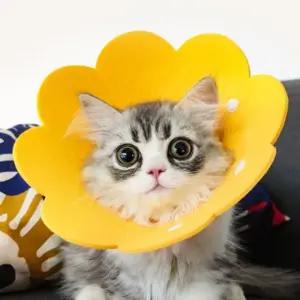 고양이 강아지 펠트 부직포 넥카라 초경량 목보호대 꽃넥카라 목보호대 (W9E8521)