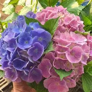 [목하원예조경]정원수국엔들레스 썸머오리지널 수국 포트 묘목 노지월동 정원용 조경나무