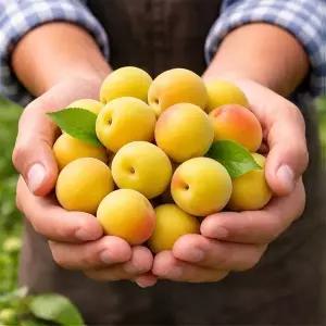 [명가일품][6월22일부터순차출고][남도의맛] 광양/순천 황매실 3kg(특대/31-35mm내외)