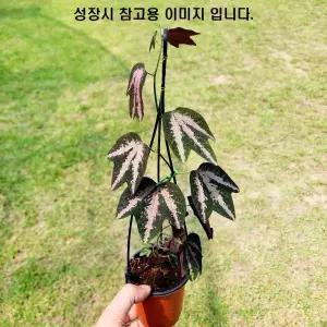 에덴플랜트 오리발 시계초 오리발모양 덩굴 귀여운 독특한식물