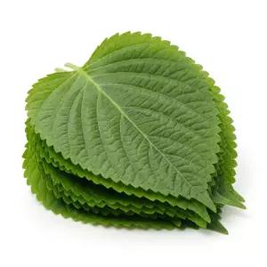 국내산 깻잎 500g