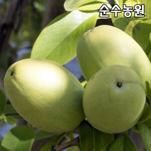 대실모과나무 묘목 접목1년 뿌리묘 1개/유실수/과실수 묘목