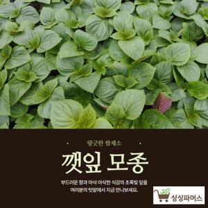 (모종파머스) 깻잎모종 10(개) 텃밭묘종 쌈채소키우기 농사용 들깨