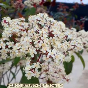 [목하원예조경]홍가시레드로빈 포트 묘목 50cm전후 나무 묘목 담장 울타리 경계수 단풍 정원조경나무