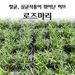 [모종심는아빠] 항균 살균 작용이 뛰어난 허브 로즈마리 모종(컵포트)
