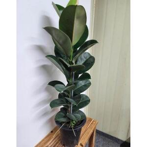 베하몰 실내 화초 인도 고무나무 (외목대) 약65cm