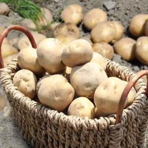 [산지직송] 햇 개진감자(특) 3kg