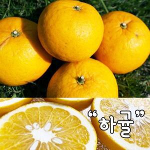 제주자연 하귤 아마나스 나스미깡 산지직송  10kg