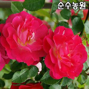 가시없는 유럽덩굴장미 묘목, 하루가제 개화주 포트1개/넝쿨, 줄장미/꽃나무