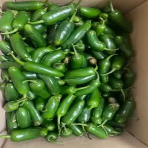 진주 고추, 할라피뇨 퍼팩트고추 못난이 (10kg)