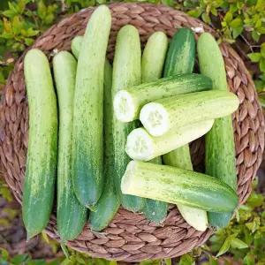전청프레시 국내산 수분 가득 백다다기 오이 특 5kg