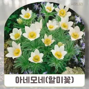(씨앗나라) 아네모네 할미꽃 흰색 씨앗 10립 야생화씨앗 희귀씨앗 꽃씨