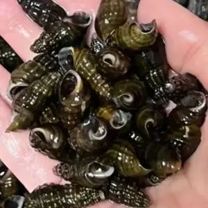 영월 동강 자연산 생다슬기 1kg