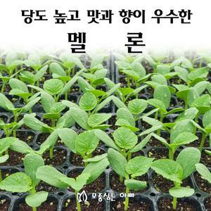[모종심는아빠] 당도 높고 맛과 향이 우수한 달고나 멜론 모종3개