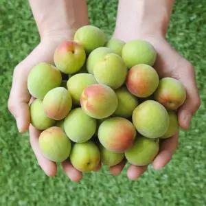 [6월22일부터] 섬진강 하동 홍매실(남고매실) 특 10kg