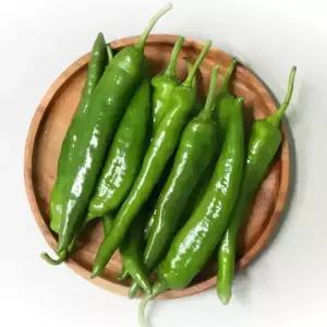 농산물마루 오이고추 오이맛 아삭이 아삭고추