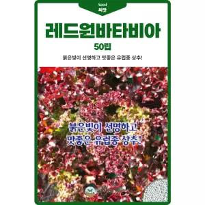 레드원바타비아 유럽 상추 씨앗 50립 포기형 유럽종 펠렛 상추씨 종자