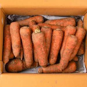 당근못난이쥬스용3kg(혼합과)_공급