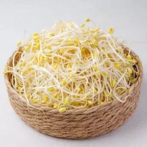 국내산 신선한 친환경 산소 콩나물 (1kg~3kg)