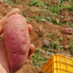 밤고구마 해남 호박고구마 세척/3kg/한입(개당20g~50g내외)