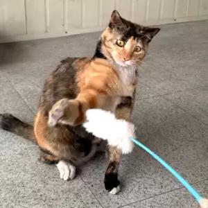 고양이 오뎅꼬치 스틱 장난감 (WE86469)