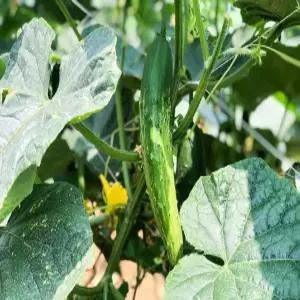 (산지발송) 아산배방오이 노지오이 오이지용 50개입 (10kg내외)