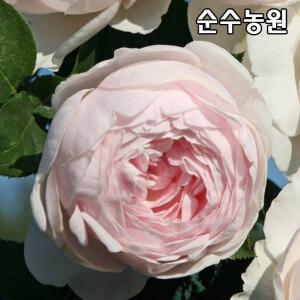 독일장미(코데즈로즈) 묘목, 헤르초긴 크리스티아나 포트/땅장미/꽃나무/정원수
