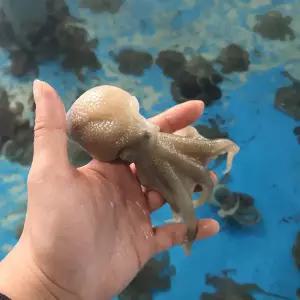 국내산 신선 급냉 제철쭈꾸미 1kg / 쭈꾸미볶음 / 샤브샤브