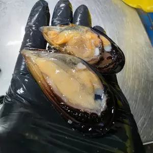 국내산 대왕 홍합 3kg(135미 내외)