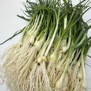 쌉싸름한 제철 흙달래300G 세척 햇 달래된장국 찌개 무침 비빔밥재료 찌개용나물