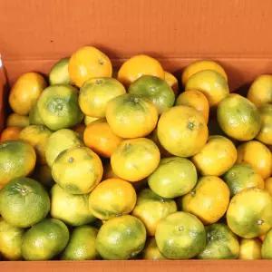 [6/4순차출고] 제주 가정용 하우스 감귤 10kg(박스포함) 대과 [P]