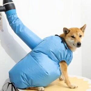 베이직 심플 애견 반려동물 드라이어복 목욕 드라이룸 고양이 강아지 샤워 방수 건조복