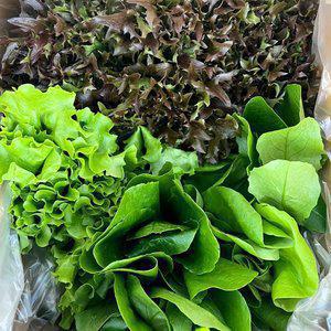 유기농 유러피안 샐러드 채소 1kg(4종 랜덤)