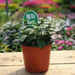 [장미농원] 페퍼민트 화분