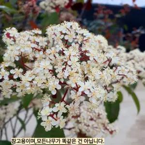 홍가시레드로빈 포트 묘목 50cm전후 나무 묘목 담장 울타리 경계수 단풍 정원조경나무 (목하원예조경)