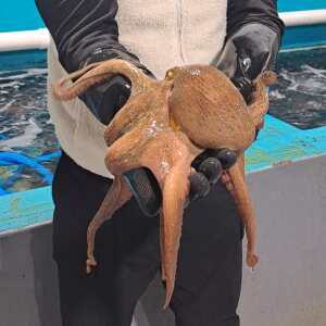 통영 생 생물 제수용 제사용 문어 1마리 1kg 1.5kg