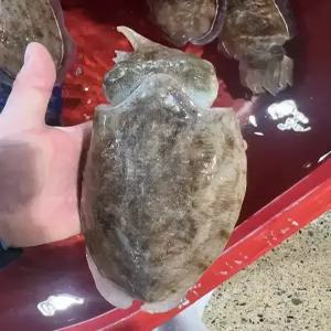 국내산 생물 갑오징어 1kg 횟감용 특대 갑오징어 오징어 회 구이 숙회 탕 볶음 통찜 술안주 손질