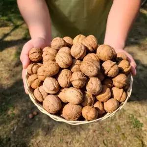 경북용성 국산 견과류 햇호두 호두 대 1kg + 호두까기 1EA
