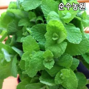애플민트 10cm포트 3개/허브 모종/전국노지월동