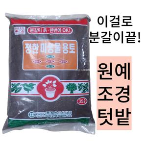 35L 금전수 천리향 아가베 올리브나무 드라코 분갈이