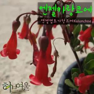 (엔젤램프 건강한식물) 소품 엔젤카랑코에 카랑코애) (좋은흙만 9cm 화분 지름 사용한