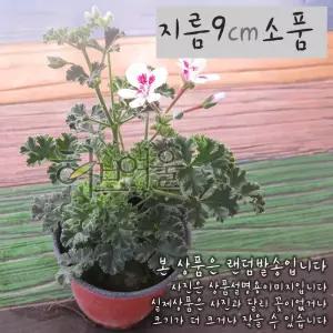 [허브여울제라늄] 엔젤소피 (흰색 무늬종 랜디 리갈제라늄) 지름 9cm 소품화분 (좋은흙만 사용)