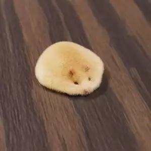 리얼 햄스터 인형 말랑이 모찌 햄찌