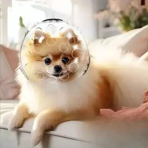 애견 투명헬멧 노견 충돌방지 강아지 고양이 귀 대형 보호구 덮개